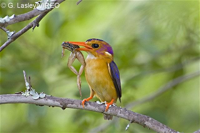 African Pygmy Kingfisher l07-44-010.jpg